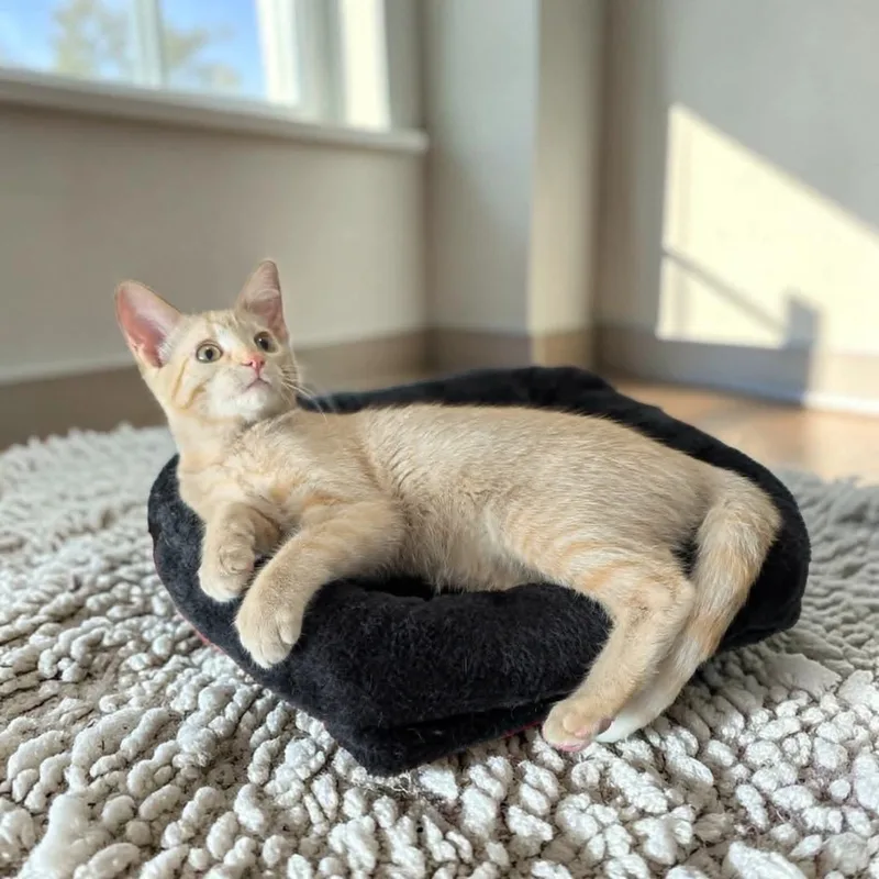 A baby medium-sized female Orange & White Domestic Short Hair cat named Tortilla Chip for adoption in Fort Worth, TX