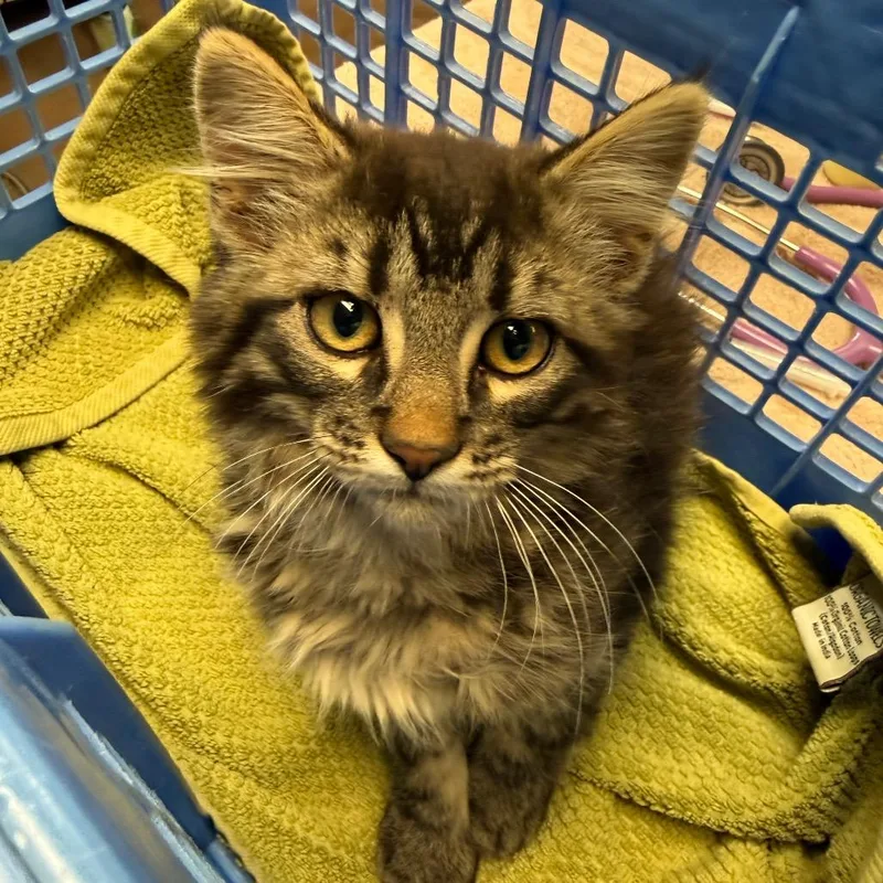 A baby small-sized female Brown / Chocolate Domestic Long Hair cat named Alterego Brave & for adoption in Flagstaff, AZ