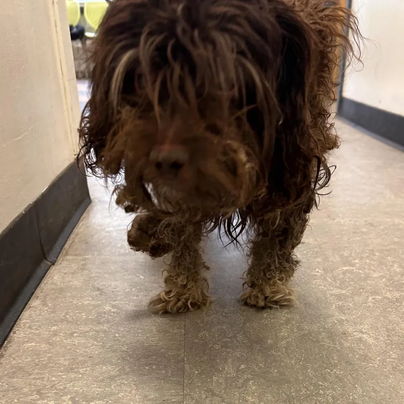 Brownie Froyo thumbnail 2