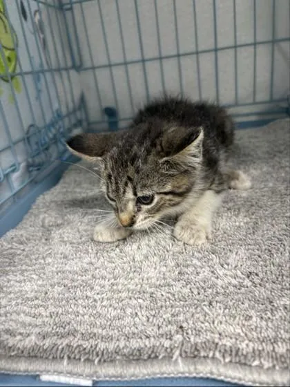 A baby small-sized female Domestic Short Hair cat named Paige for adoption in Gainesville, FL