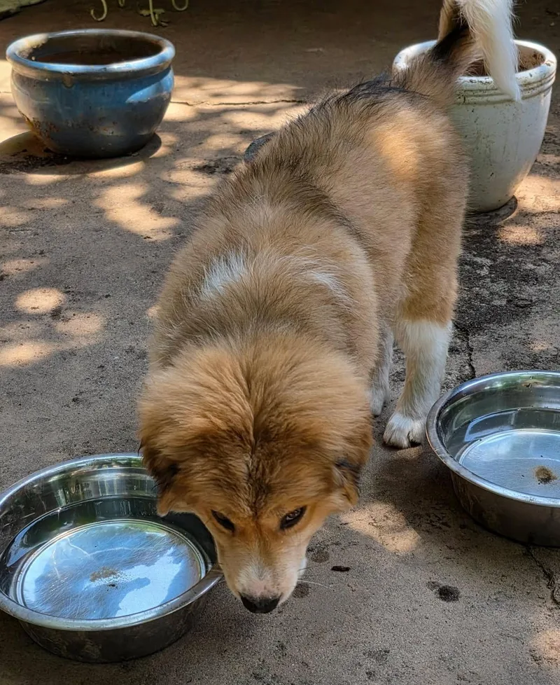A baby large-sized female Brown / Chocolate Great Pyrenees dog named Ginger Spice for adoption in Kiowa, OK