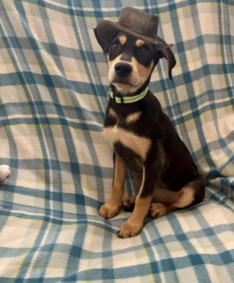 A baby medium-sized male Black Shepherd dog named Lenny for adoption in Corona, CA