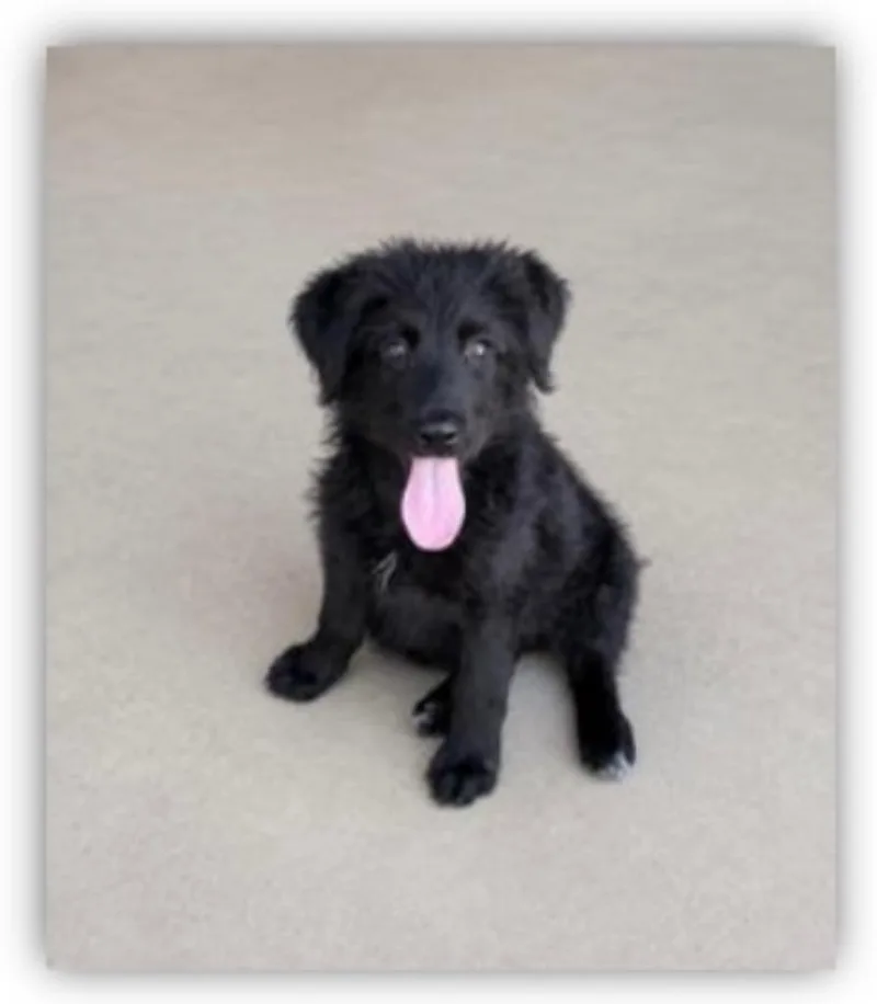 A baby medium-sized female Portuguese Water Dog dog named Lady for adoption in Hudson, NY