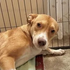 A young medium-sized female Golden Australian Cattle Dog / Blue Heeler dog named Lola for adoption in Liverpool, TX