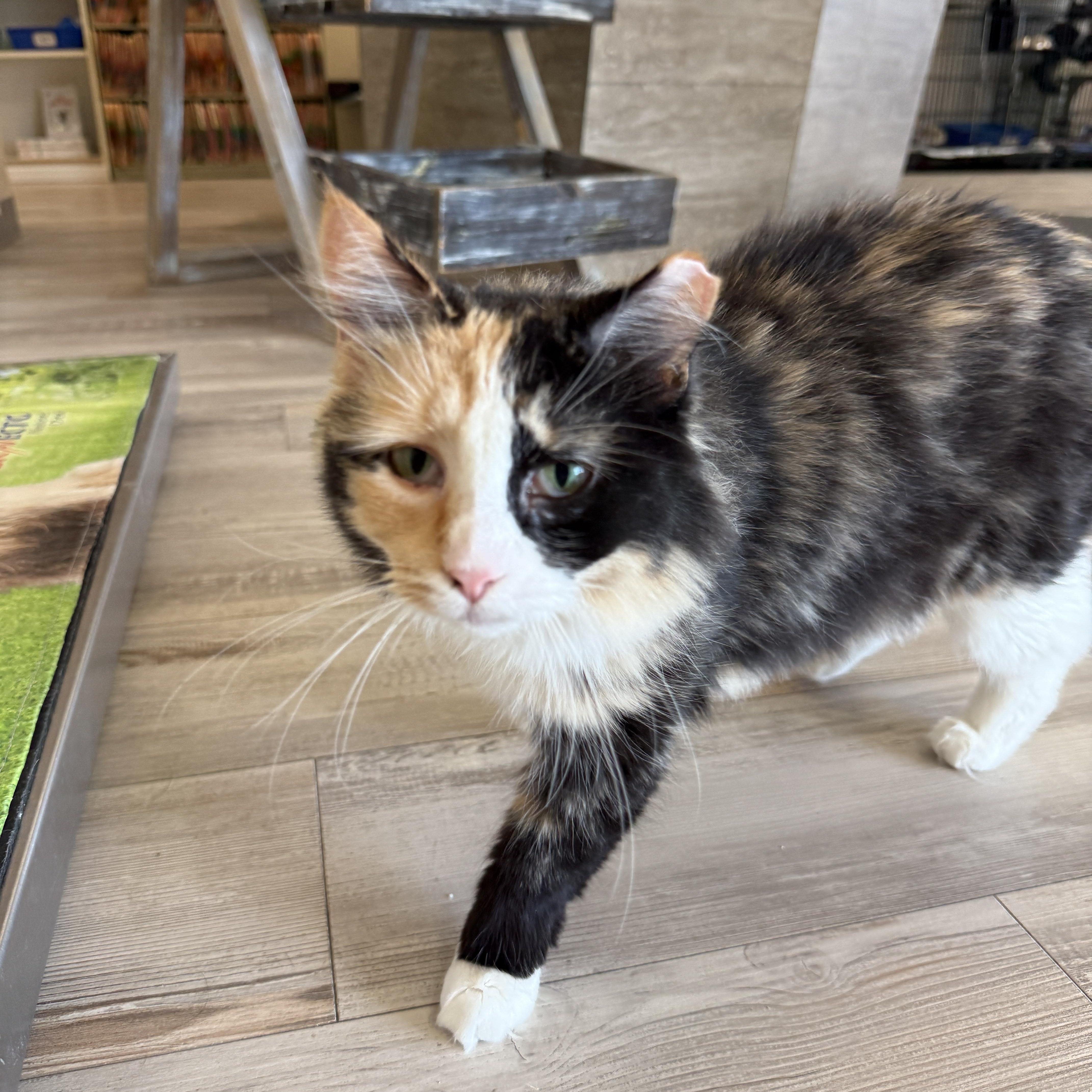 An adult medium-sized female Calico Domestic Medium Hair cat named Baja Blast for adoption in Madison, WI