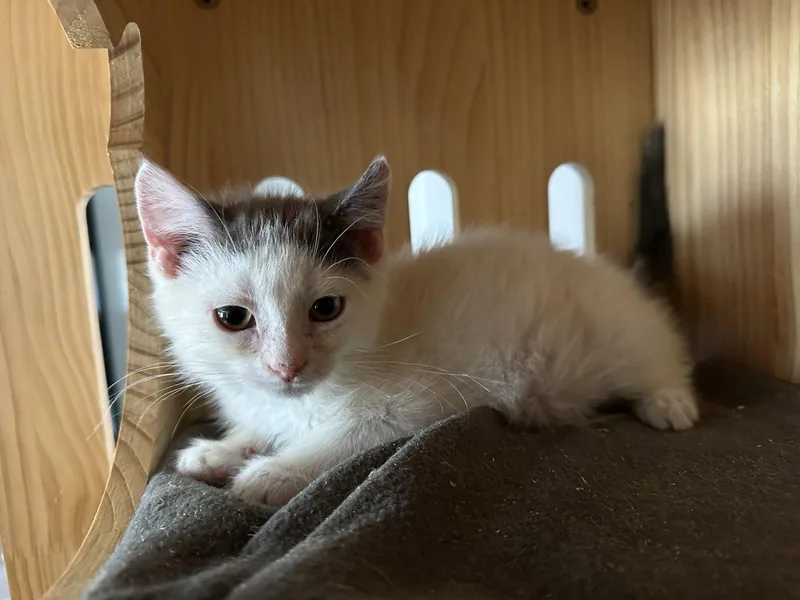 A baby small-sized male Domestic Short Hair cat named Ronaldo for adoption in Philadelphia, PA
