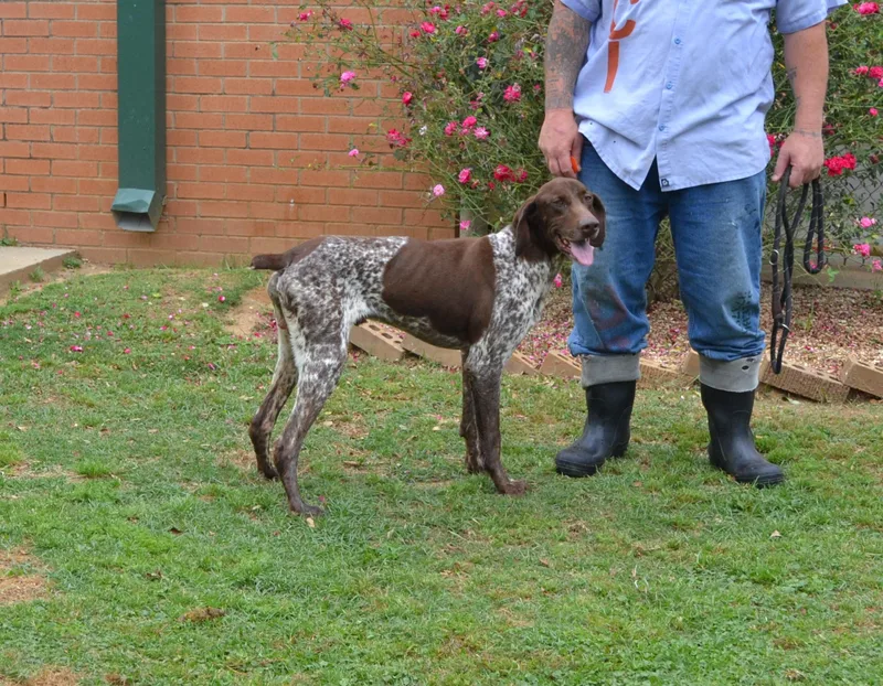 An adult large-sized male German Shorthaired Pointer dog named Serge for adoption in Jackson, LA