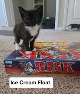 A baby medium-sized female Domestic Short Hair cat named Ice Cream Float for adoption in Parkville, MD