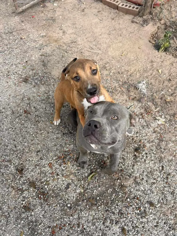 A baby medium-sized male Brown / Chocolate Pit Bull Terrier dog named Sammy for adoption in New Bedford, MA