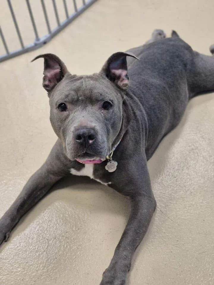 A senior medium-sized female Gray / Blue / Silver American Bully dog named URGENTRamona for adoption in Oceanport, NJ
