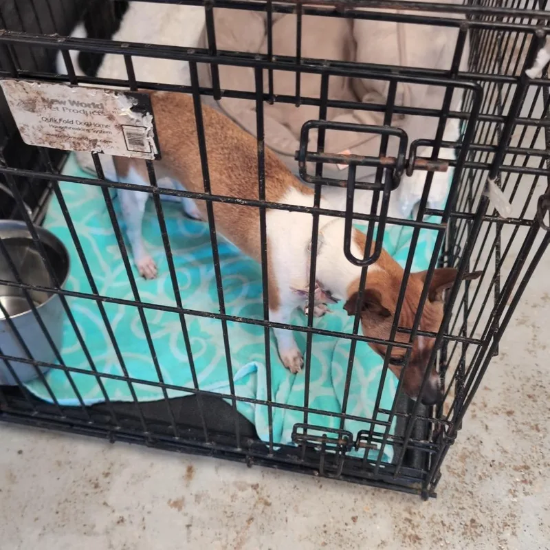 A young small-sized female Brown / Chocolate Mixed Breed dog named Snickerdoodle for adoption in Leander, TX