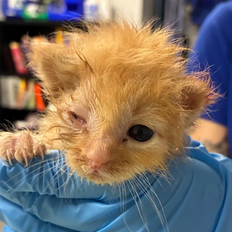 A baby small-sized male Orange / Red Domestic Short Hair cat named Zax for adoption in Greenville, SC