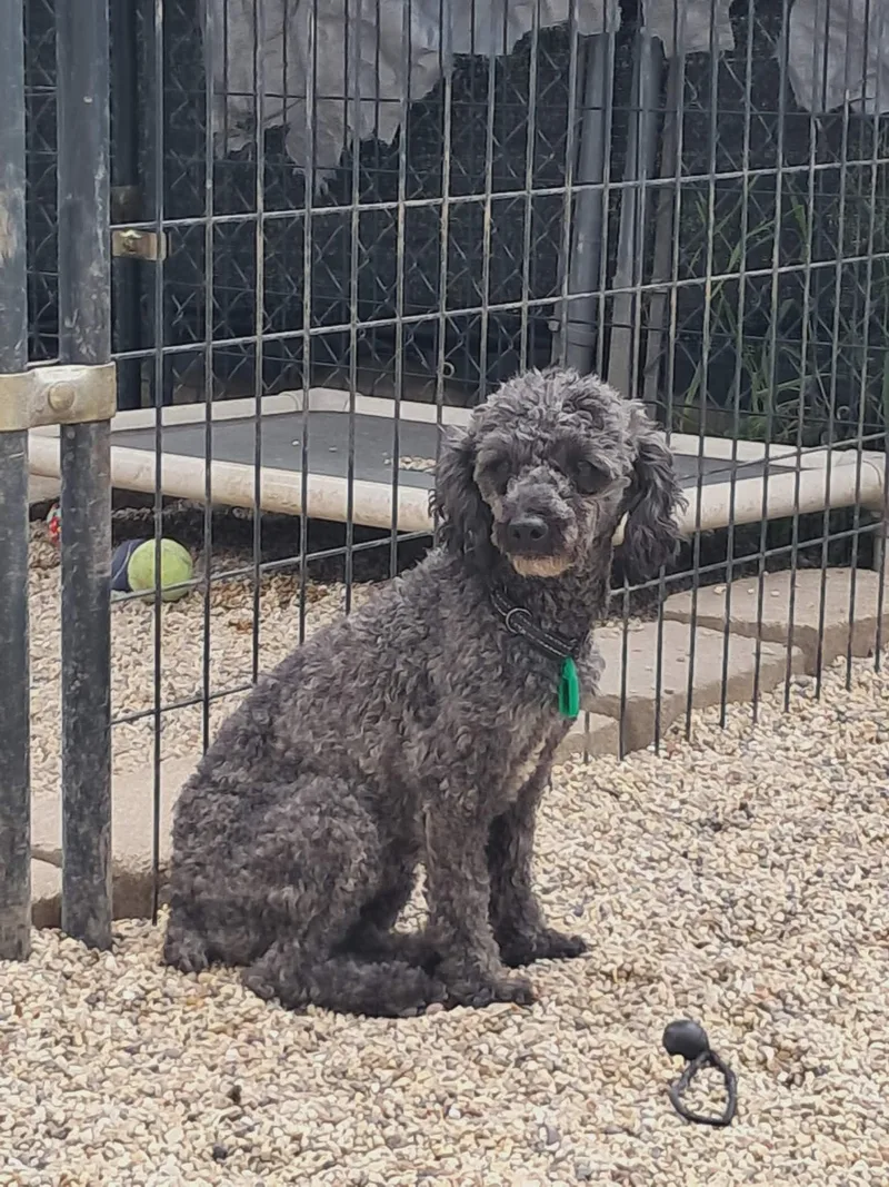 An adult small-sized male Poodle dog named Ash for adoption in Mukwonago, WI
