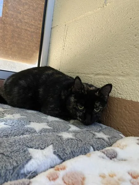 An adult medium-sized female Domestic Short Hair cat named Alexandra for adoption in Kennewick, WA
