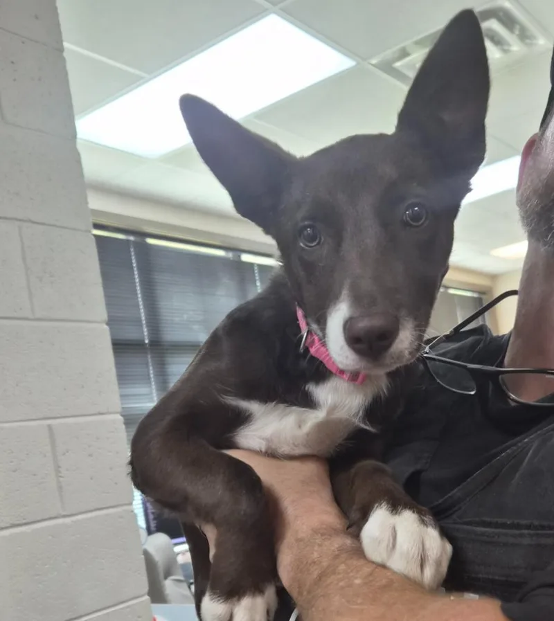 A baby small-sized female Mixed Breed dog named Karma for adoption in Rome, GA