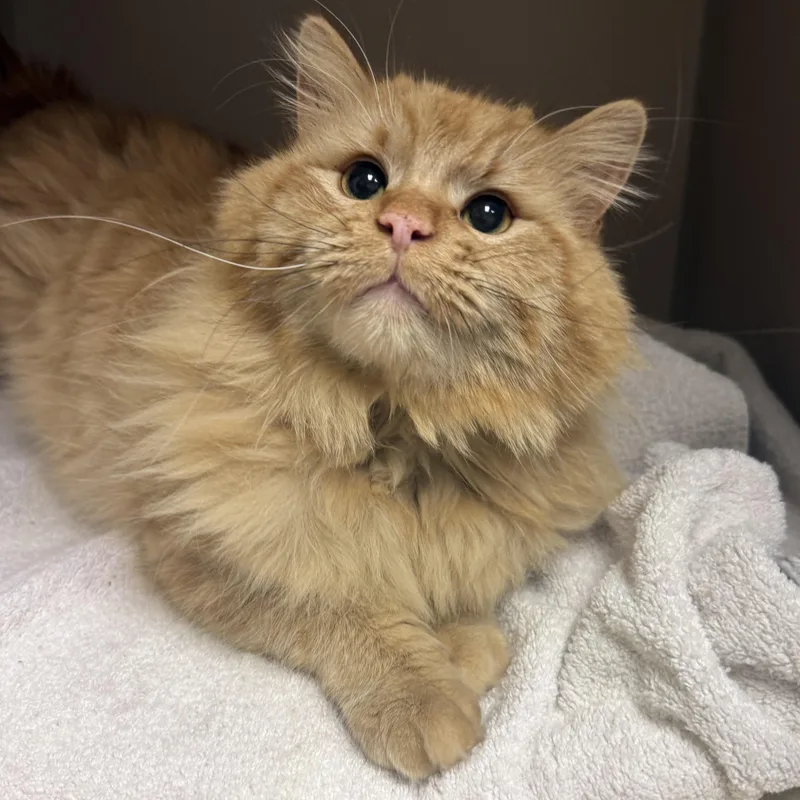 An adult medium-sized male Domestic Long Hair cat named Griffin for adoption in Kearney, NE