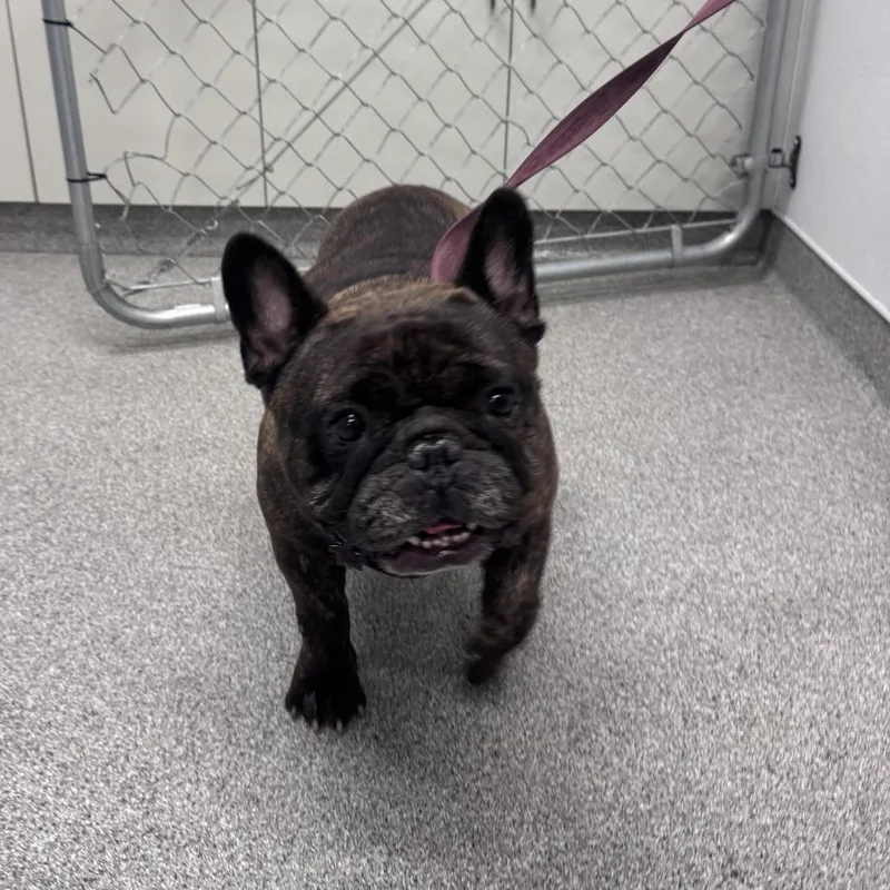 An adult medium-sized male Brindle French Bulldog dog named Sanchez for adoption in Northbrook, IL