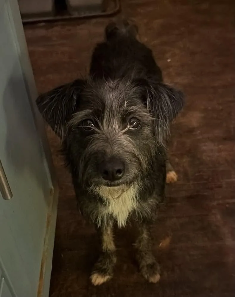 An adult medium-sized female Jack Russell Terrier dog named Swiss Roll for adoption in New Baltimore, MI
