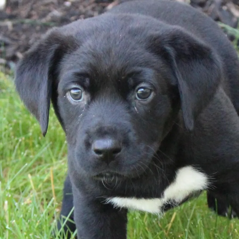 A baby medium-sized female Black Labrador Retriever dog named Catalina for adoption in Eaton, OH
