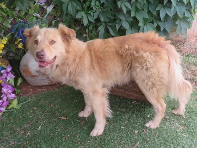 Keenodug