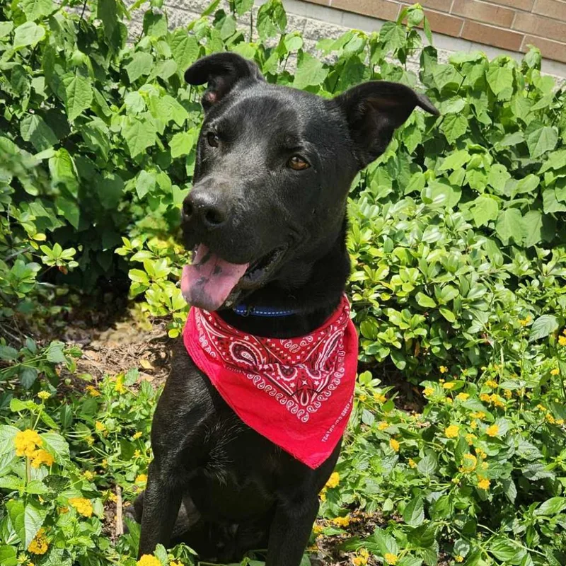 Shadow Jum thumbnail 2