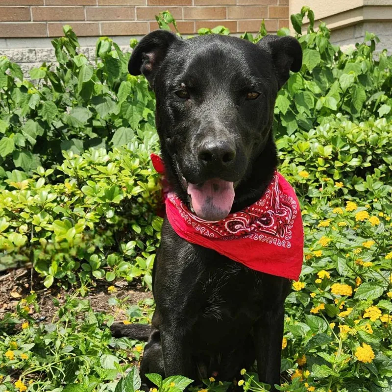 Shadow Jum thumbnail 3