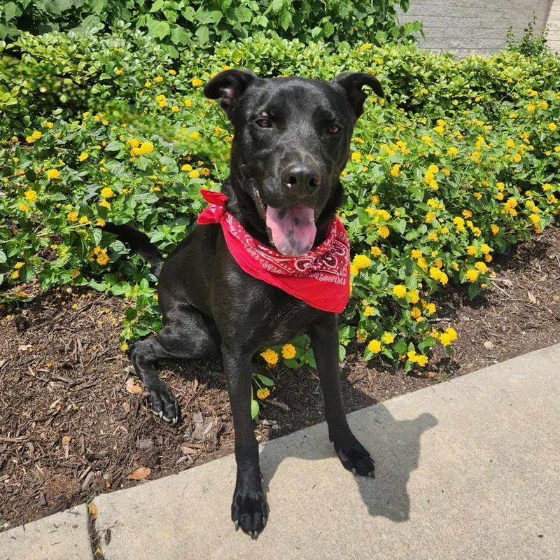 Shadow Jum thumbnail 4