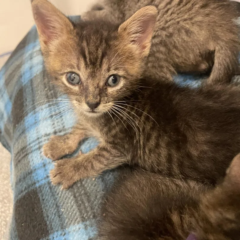 A baby small-sized male Brown / Chocolate Domestic Short Hair cat named Rosencrantz for adoption in Normal, IL