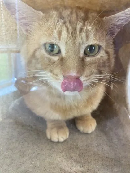 An adult large-sized male Domestic Short Hair cat named Cheeks for adoption in Lafayette, IN