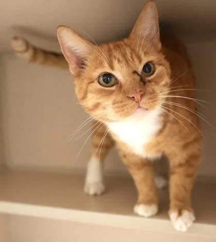 An adult large-sized male Domestic Short Hair cat named Nacho for adoption in Bowling Green, KY