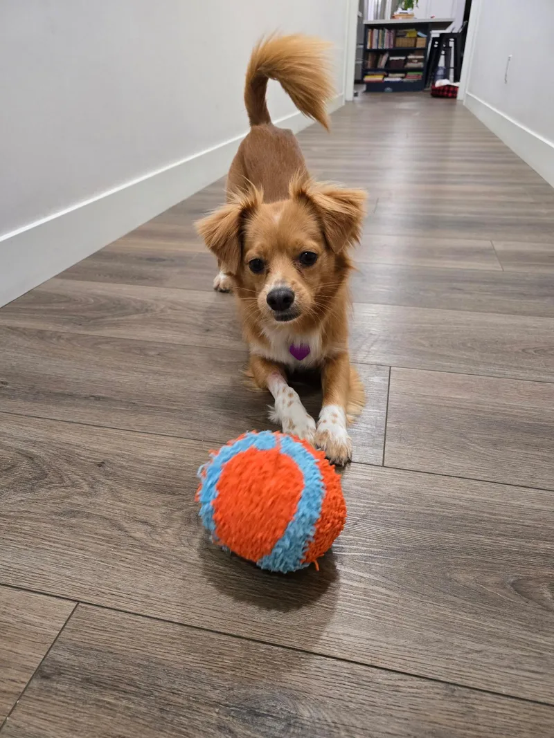 An adult small-sized male Red / Chestnut / Orange Spaniel dog named Odie for adoption in Covina, CA