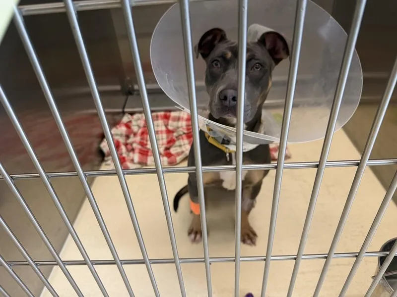 A baby medium-sized female Tricolor (Brown, Black, & White) Doberman Pinscher dog named Micah for adoption in Kalamazoo, MI