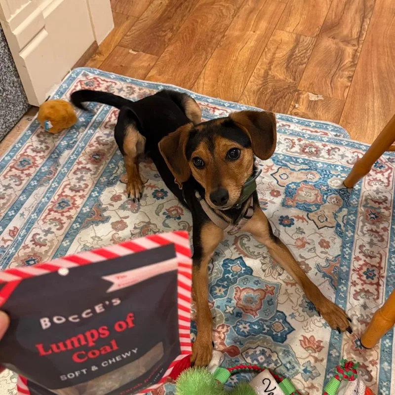 A young small-sized male Black Beagle dog named Bubba for adoption in Alexandria, VA