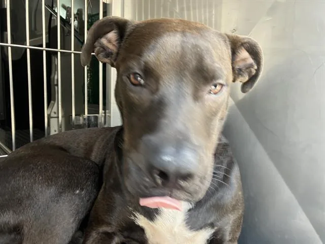 A young large-sized male Mixed Breed dog named Buddy for adoption in Dallas, TX
