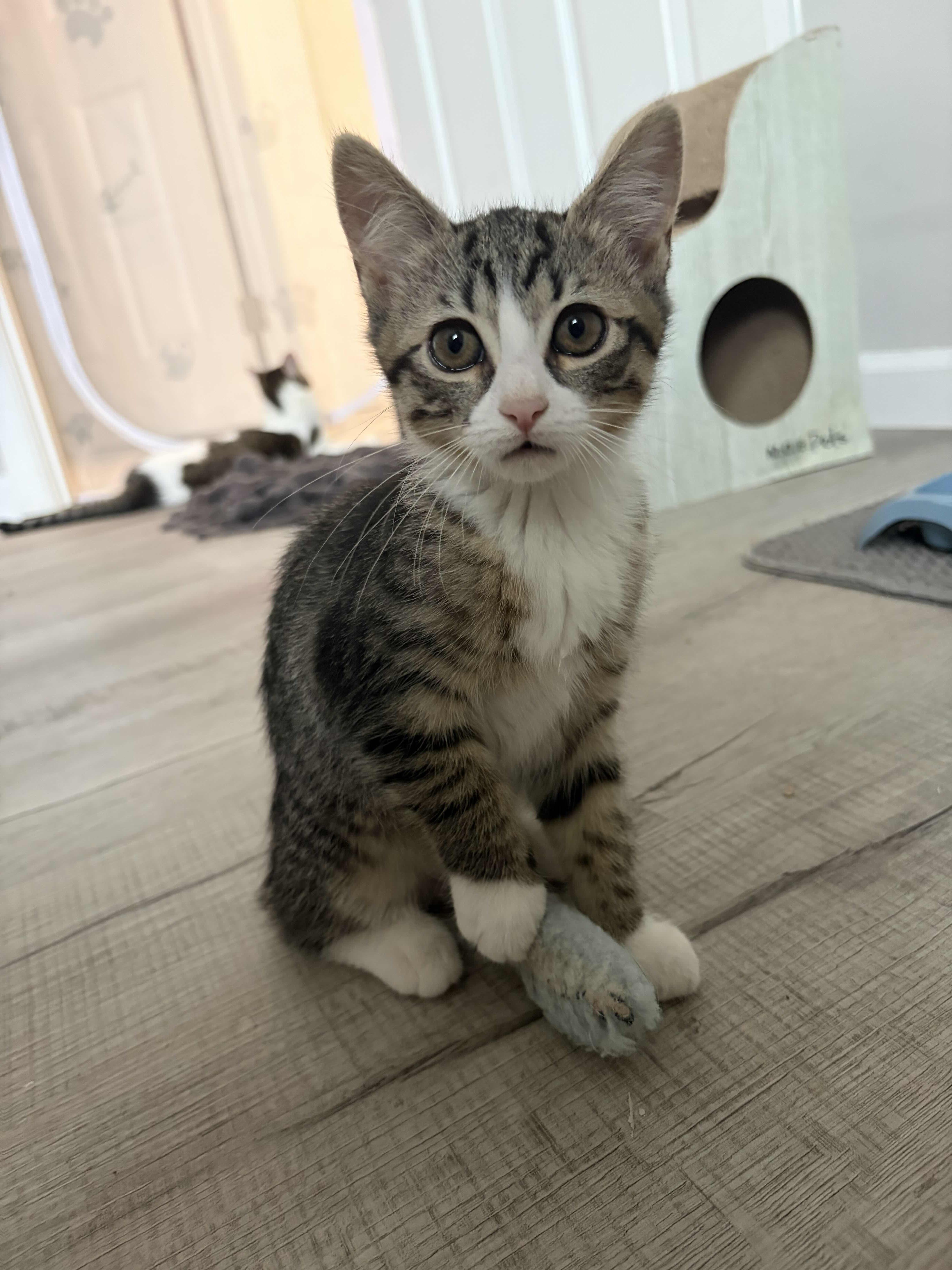 A baby small-sized female Tabby (Brown / Chocolate) American Shorthair cat named Manchas  Blanca  for adoption in Florham Park, NJ