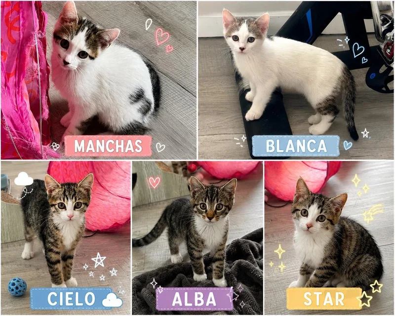 Manchas  Blanca  thumbnail 2