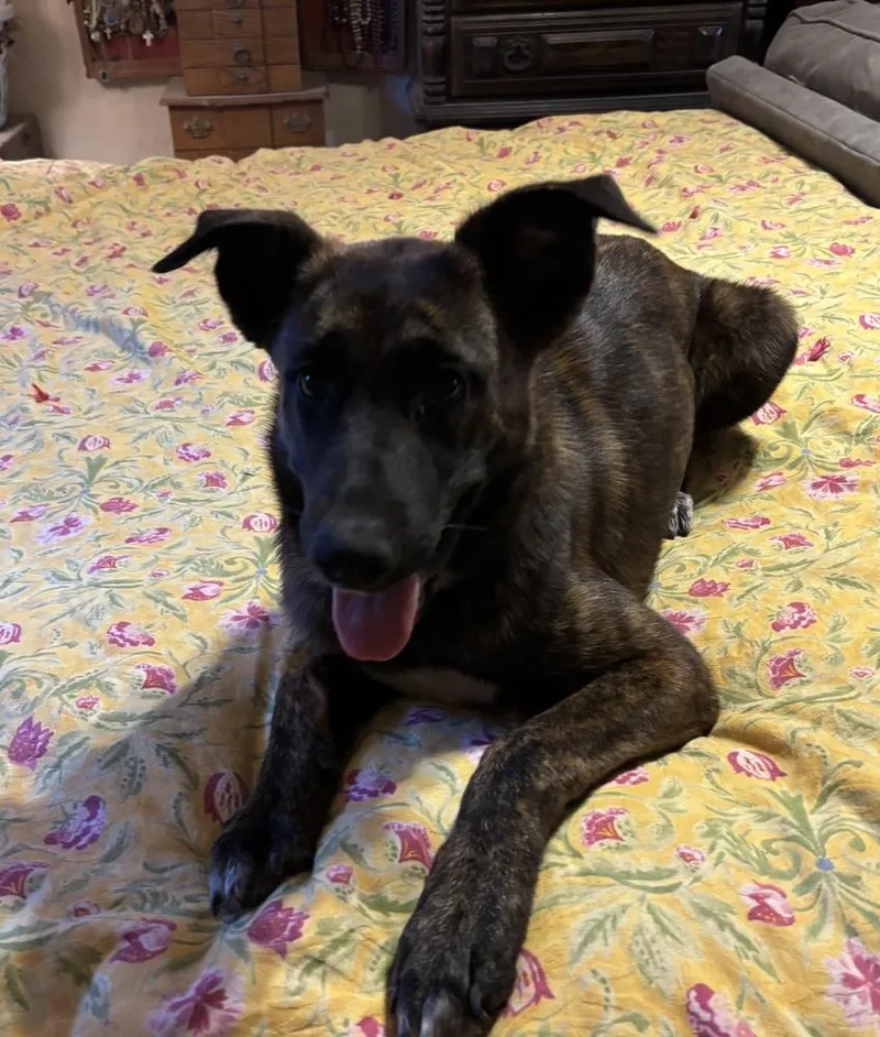 A young medium-sized female Mixed Breed dog named Copa for adoption in Brookshire, TX