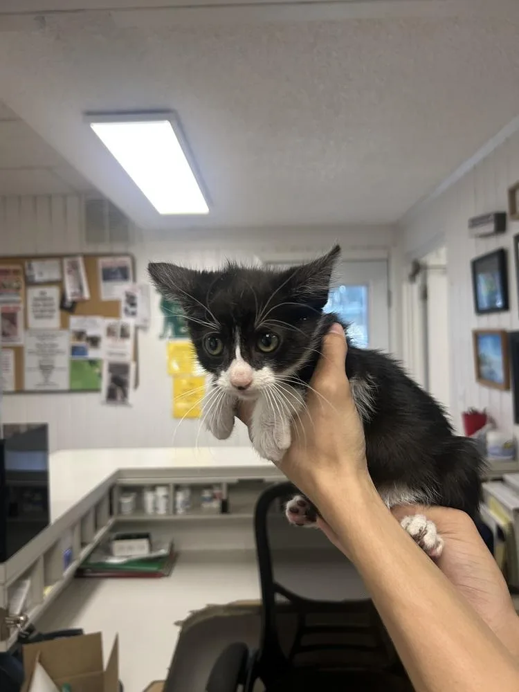 A baby small-sized male Black & White / Tuxedo Domestic Short Hair cat named Gino for adoption in Ontario, CA