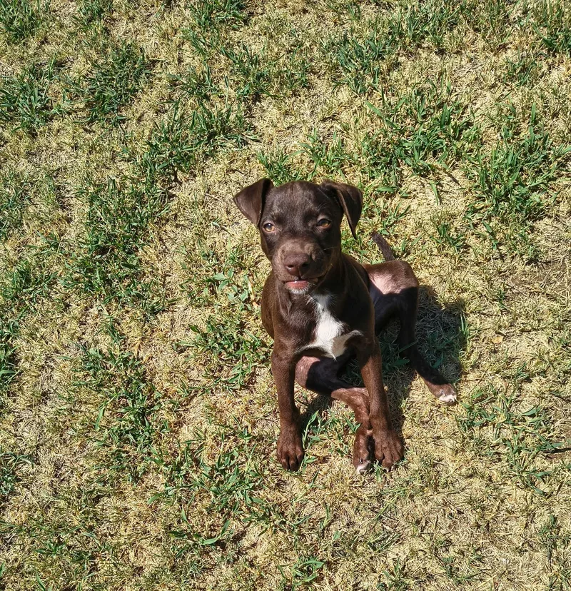 Blue Belle thumbnail 3