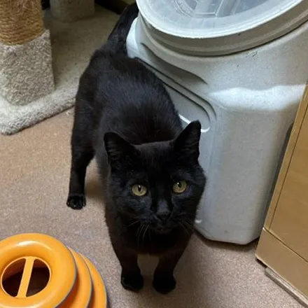 A young medium-sized male Black Domestic Short Hair cat named Hector for adoption in Norwalk, CT