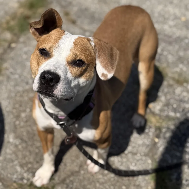 An adult medium-sized female Mixed Breed dog named Everglade for adoption in Oak Park, MI