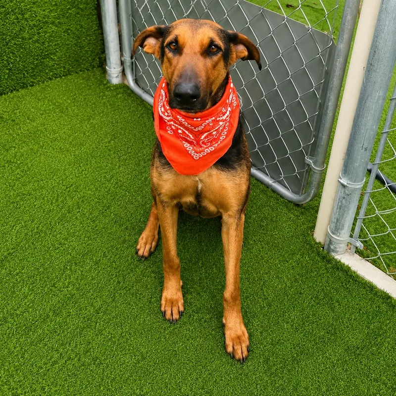 A young large-sized female Brown / Chocolate German Shepherd Dog dog named Star for adoption in Oak Point, TX