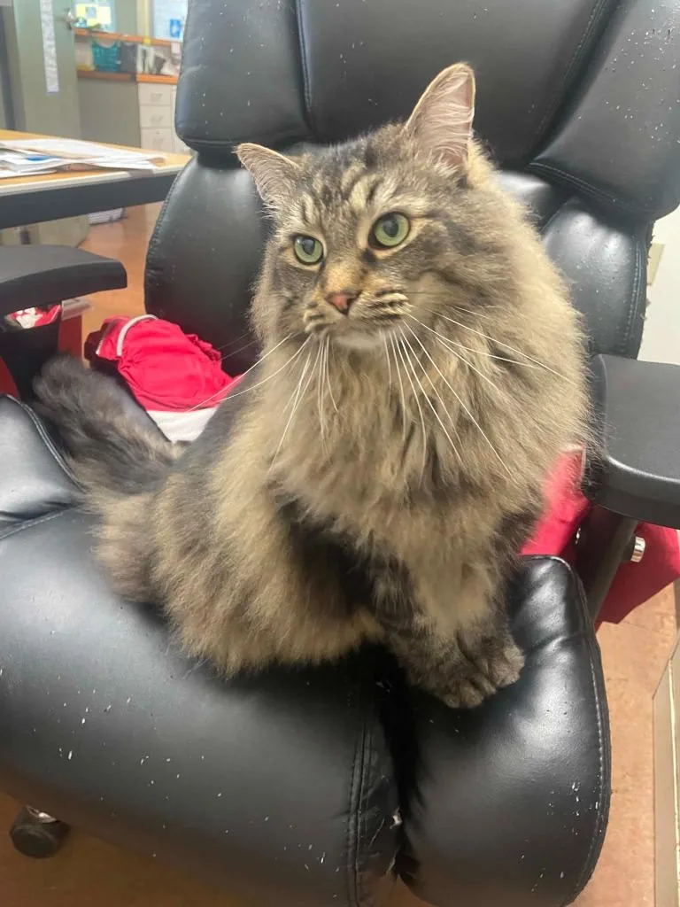 An adult medium-sized male Domestic Short Hair cat named Gibbs for adoption in Hamilton, OH