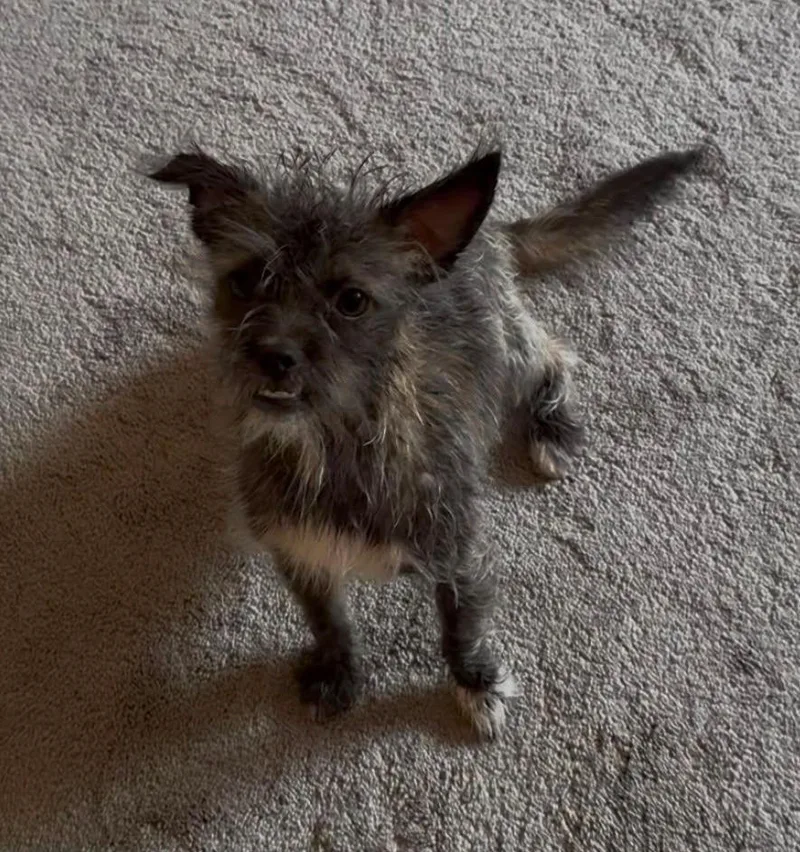 A young small-sized female Gray / Blue / Silver Affenpinscher dog named Jesse for adoption in Coarsegold, CA