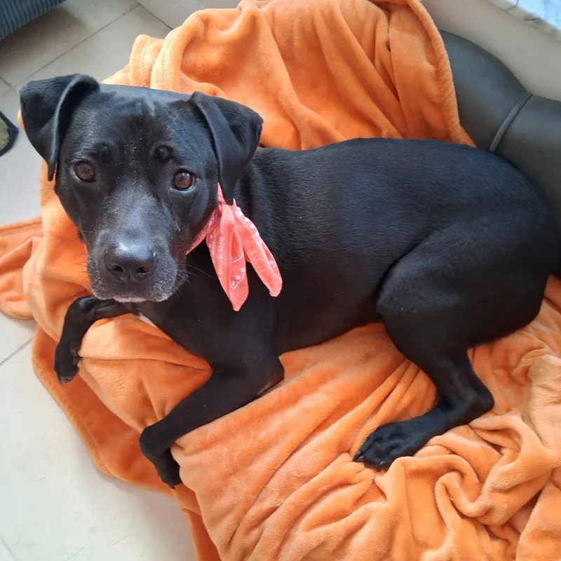Lola