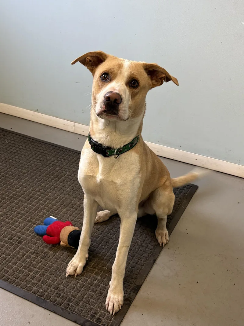 A young medium-sized male Mixed Breed dog named Chopper for adoption in Big Rapids, MI