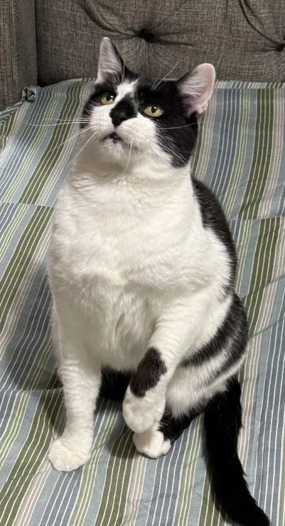 An adult medium-sized female Black & White / Tuxedo Domestic Short Hair cat named Pixie for adoption in Flushing, NY