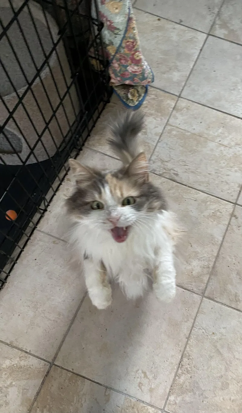 An adult medium-sized female Dilute Calico Domestic Long Hair cat named Honey for adoption in Lemoyne, PA
