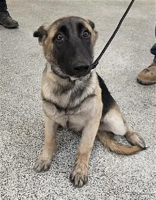 An adult medium-sized female Mixed Breed dog named Kaylee for adoption in Los Angeles, CA