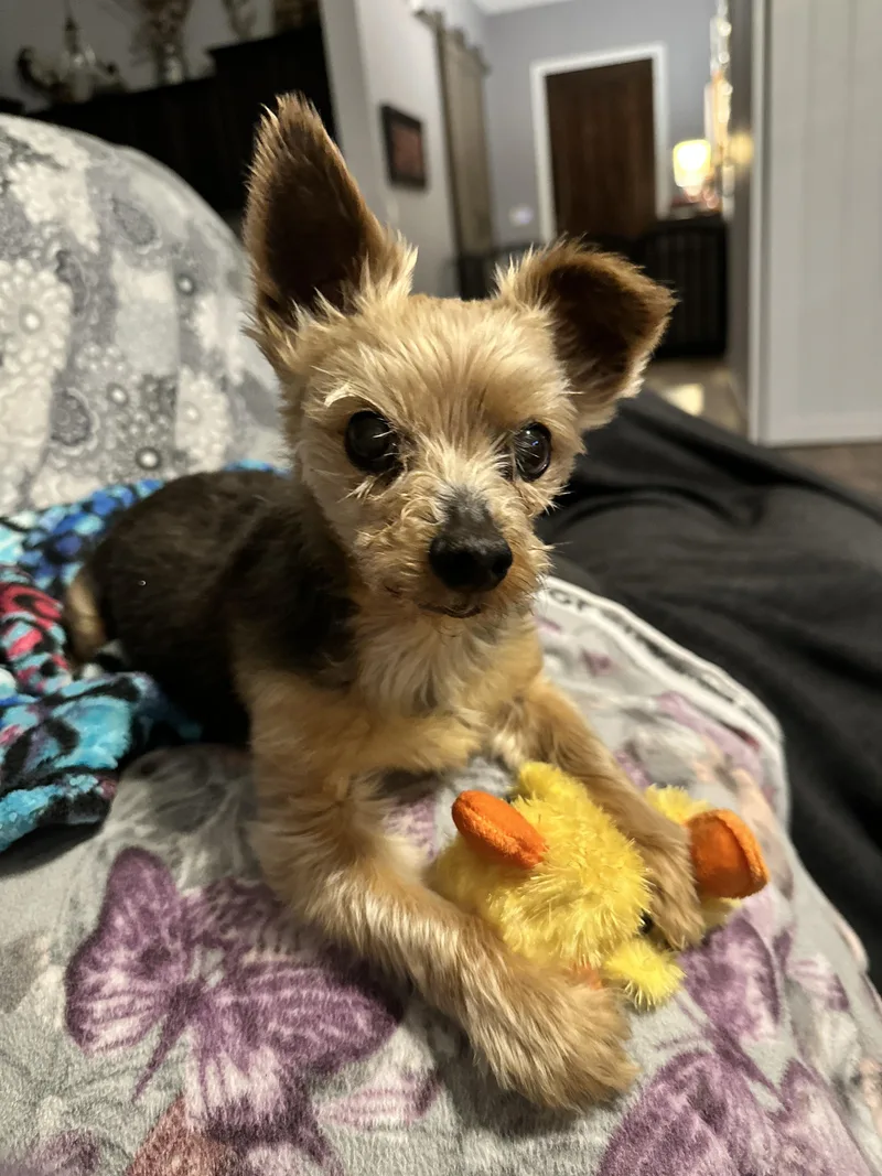 A senior small-sized male Bicolor Yorkshire Terrier dog named Jaxon for adoption in Baton Rouge, LA